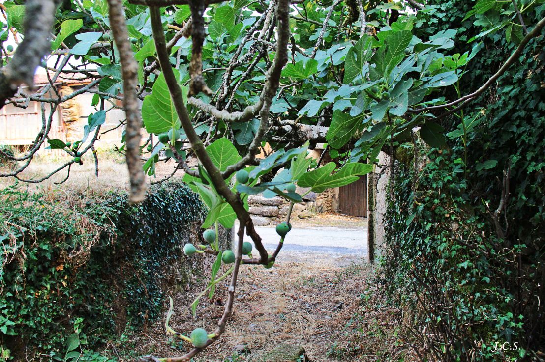 ONOMÁSTICA: APELLIDOS, NOMBRES Y&nbsp;FAMILIAS