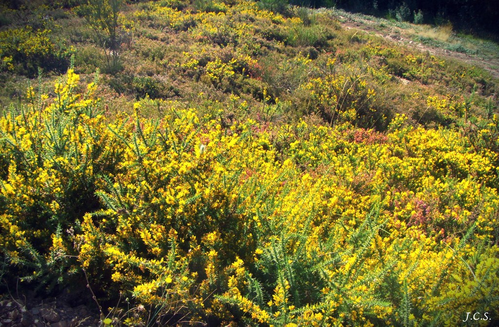 My beautiful picture