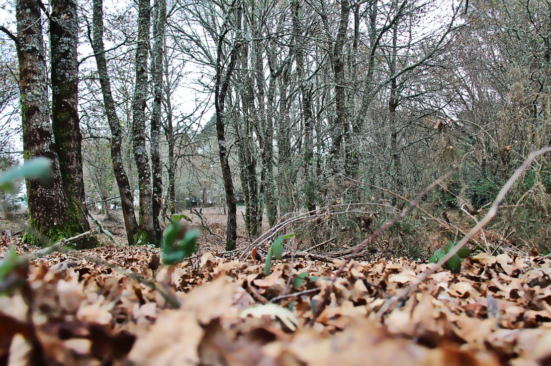 Fauna de Parderrubias. Por Juan Carlos Sierra&nbsp;Freire
