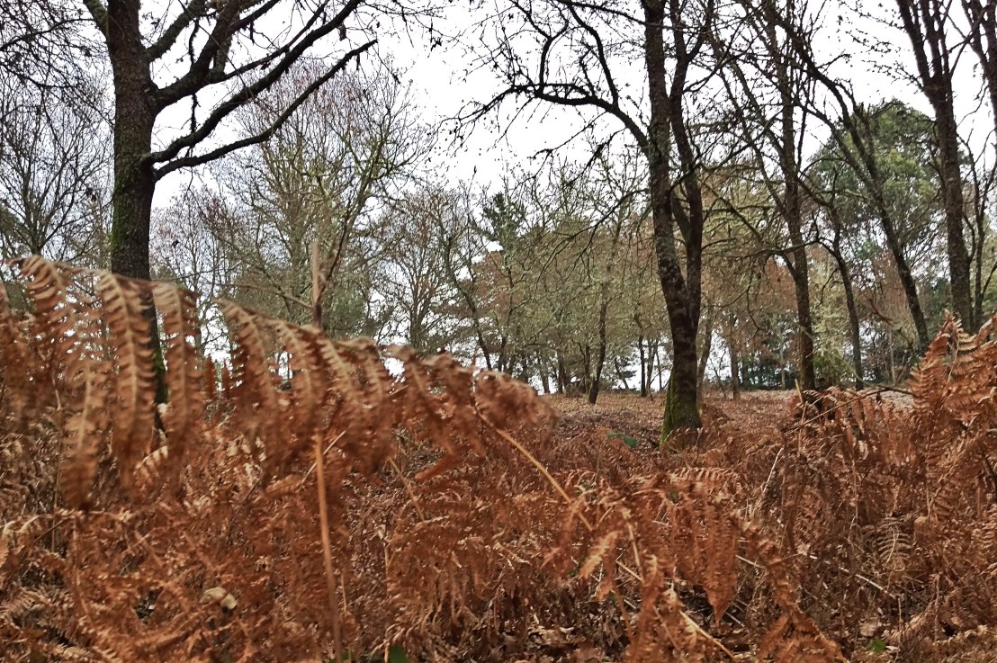Árboles y arbustos de los montes de Parderrubias. Por Juan Carlos Sierra&nbsp;Freire